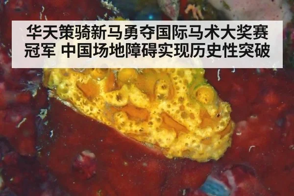 华天策骑新马勇夺国际马术大奖赛冠军 中国场地障碍实现历史性突破